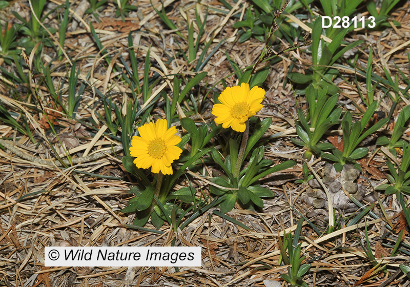 Tetraneuris-herbacea Lakeside-daisy