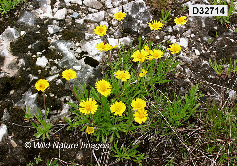 Tetraneuris-herbacea Lakeside-daisy