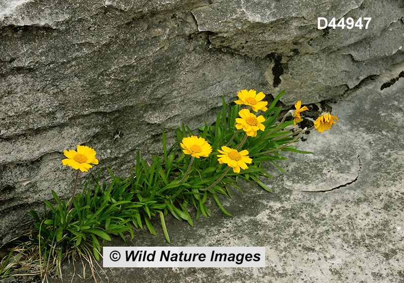 Tetraneuris-herbacea Lakeside-daisy