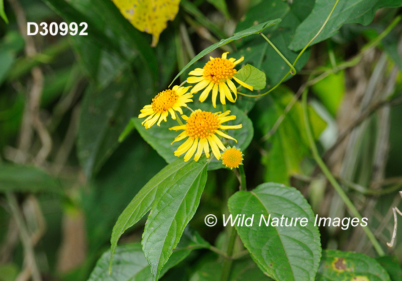 Tilesia-baccata Wulffia-baccata