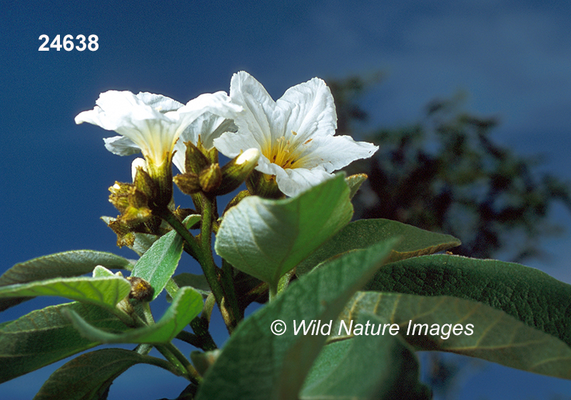 Cordia-boissieri Anacahuita