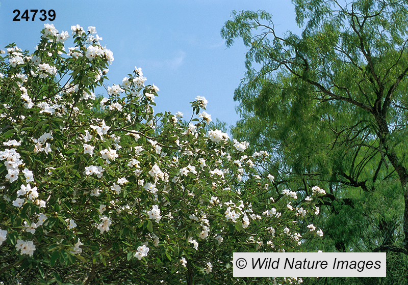 Cordia-boissieri Anacahuita