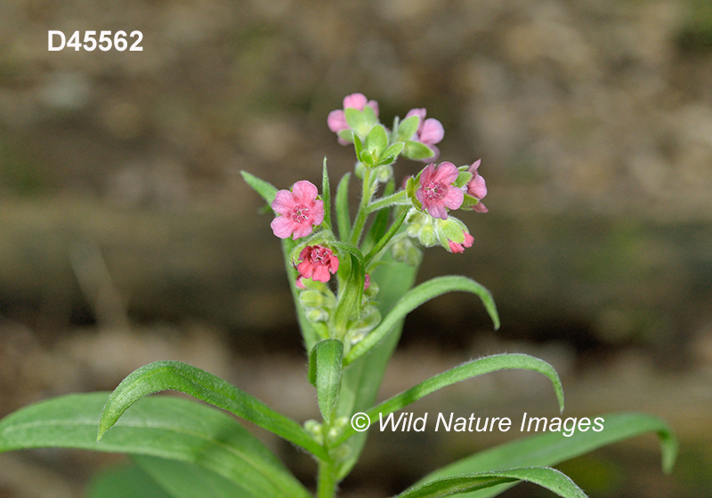 Cynoglossum-officinale common-hound's-tongue