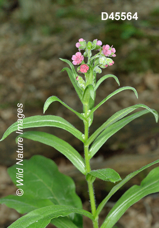 Cynoglossum-officinale common-hound's-tongue