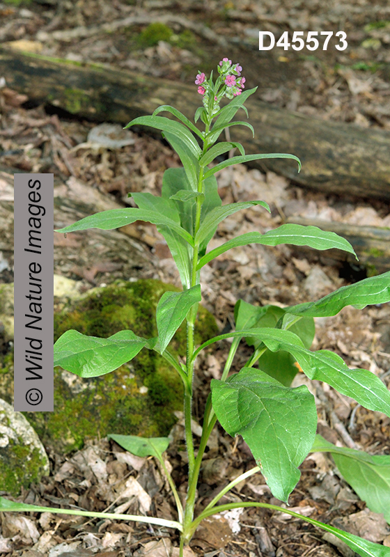 Cynoglossum-officinale common-hound's-tongue