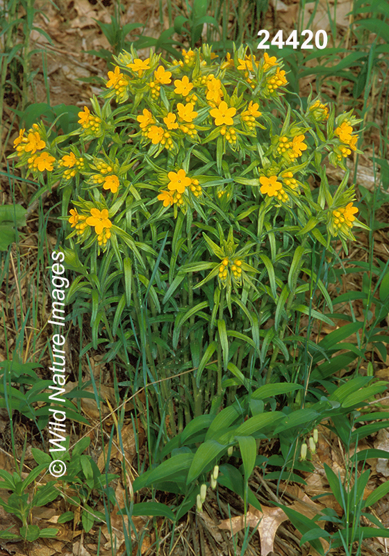 Lithospermum-caroliniense golden-puccoon