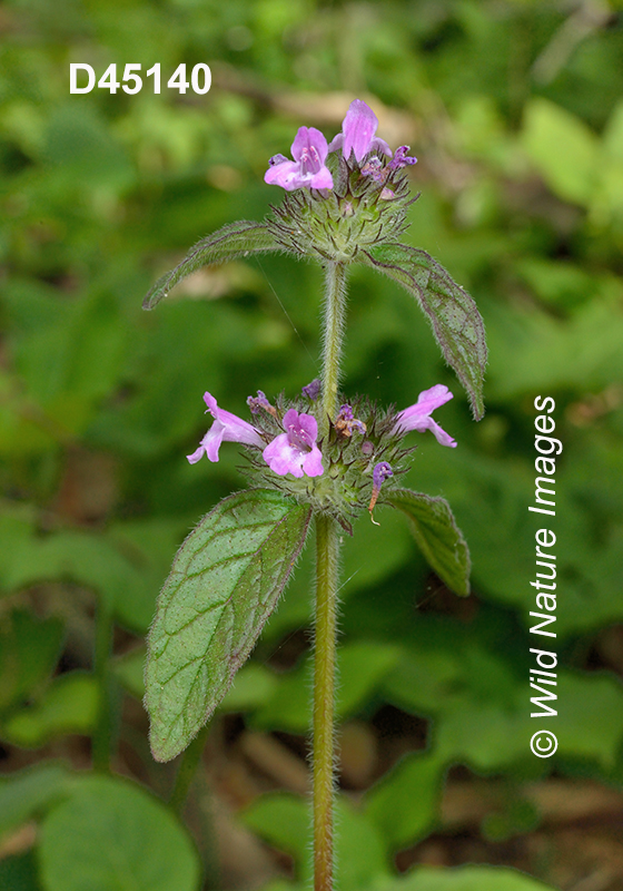 Clinopodium-vulgare wild-basil field-basil