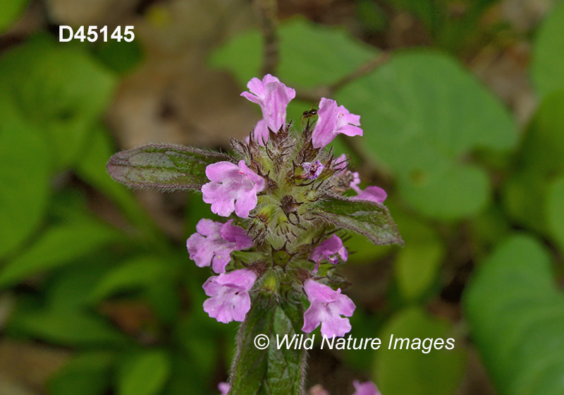 Clinopodium-vulgare wild-basil field-basil