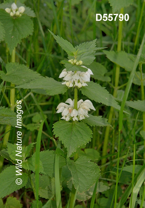 Lamium-album white-deadnettle