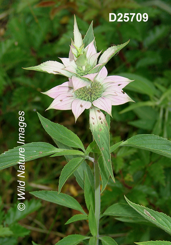 Monarda-punctata