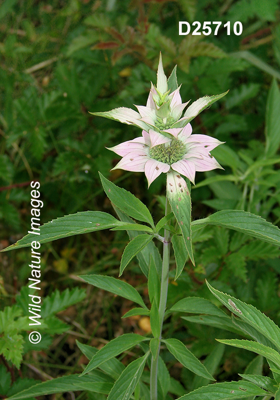 Monarda-punctata