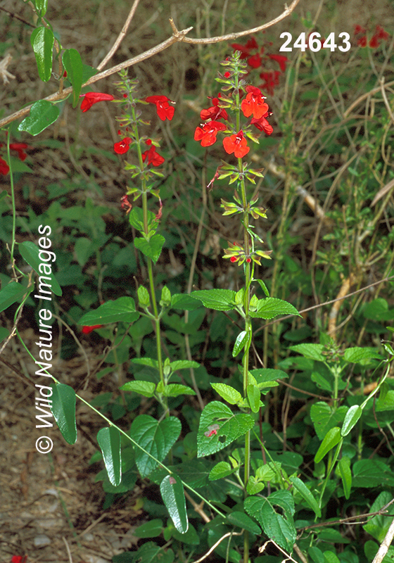 Salvia-coccinea