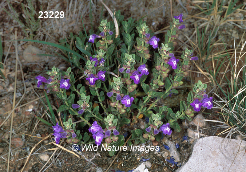 Scutellaria-resinosa resin-dot-skullcap