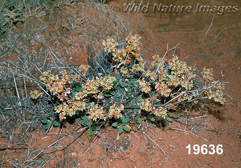 Eriogonum-jamesii