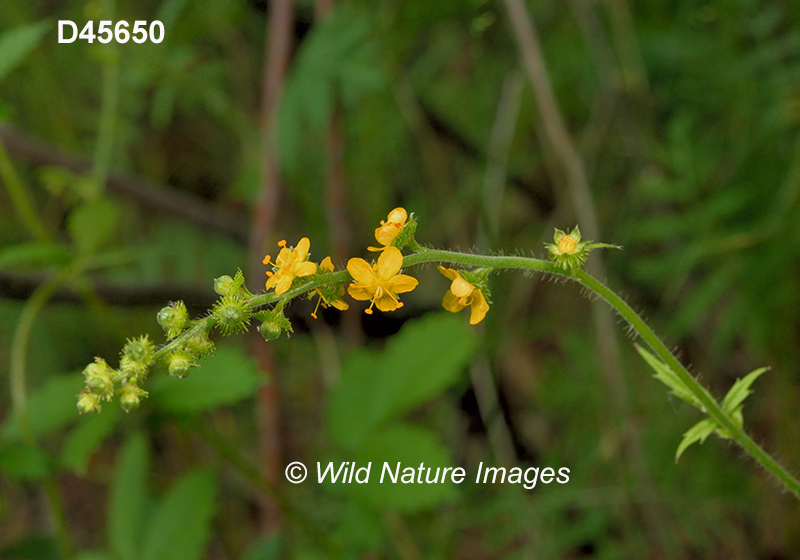 Agrimonia-gryposepala tall-agrimony