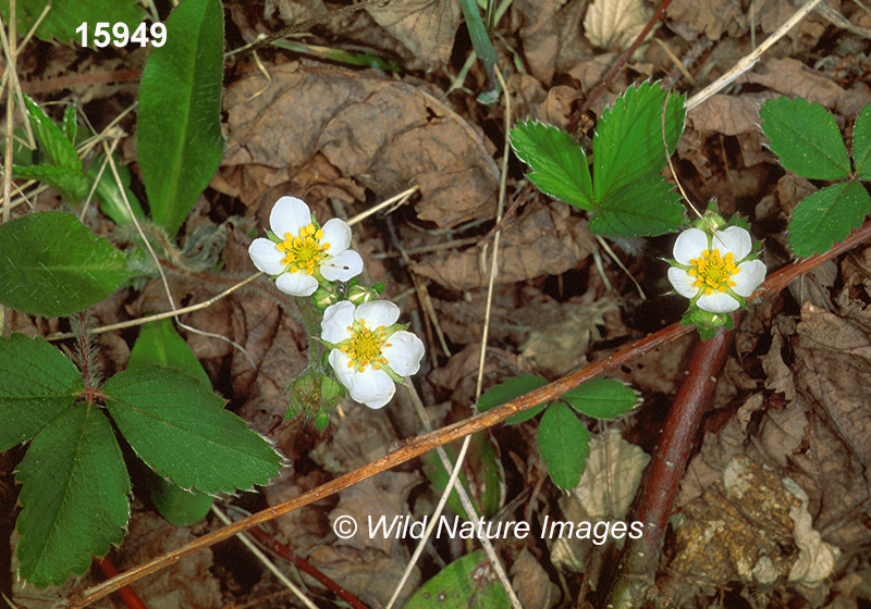 Fragaria-vesca woodland-strawberry