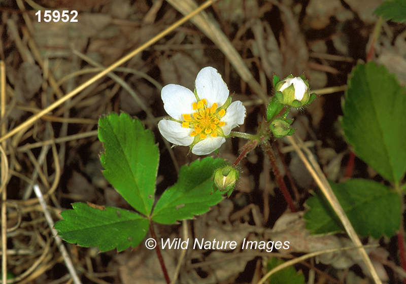 Fragaria-vesca woodland-strawberry