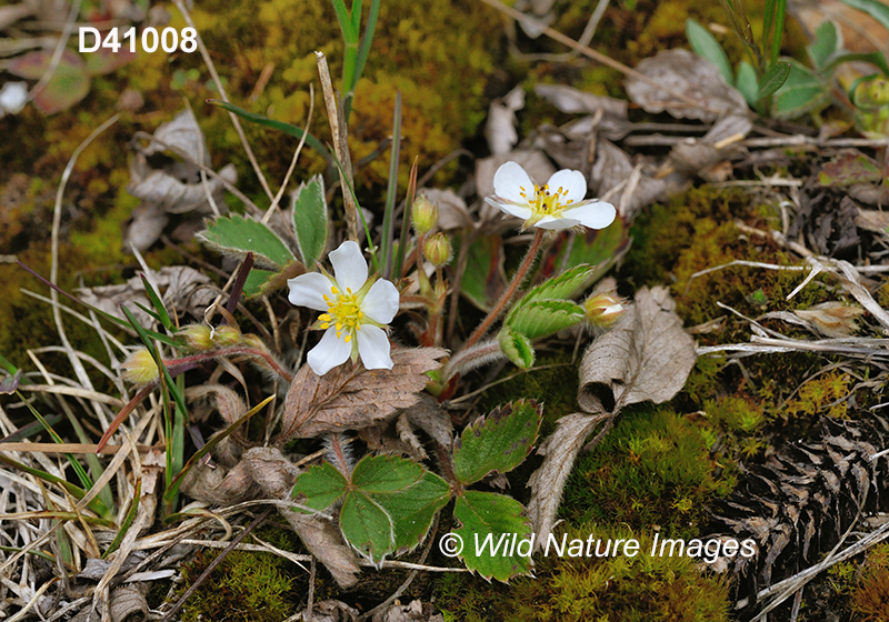 Fragaria-vesca woodland-strawberry