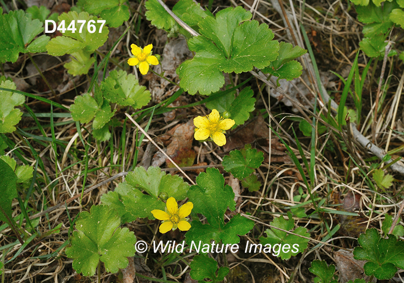 Waldsteinia-fragarioides barren-strawberry