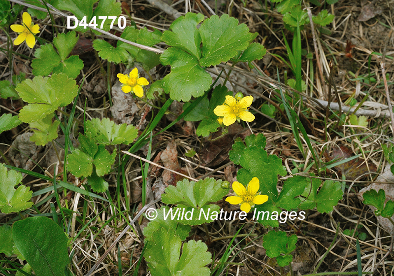 Waldsteinia-fragarioides barren-strawberry