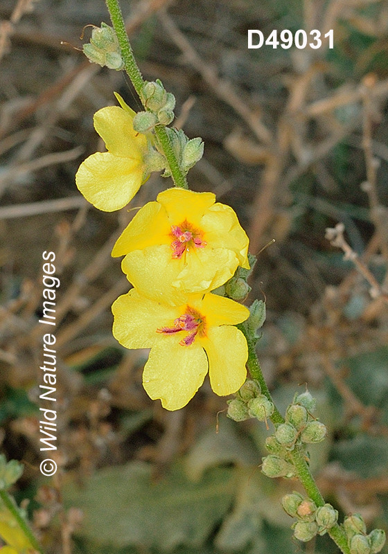 Verbascum-sinuatum Mediterranean-mullein