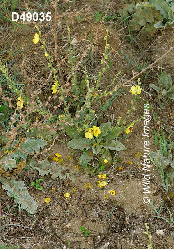 Verbascum-sinuatum Mediterranean-mullein