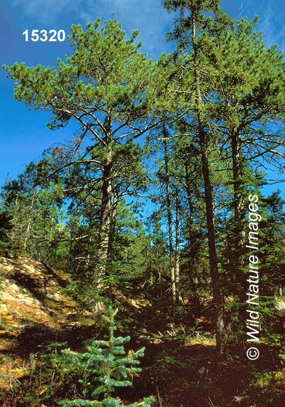 Pinus-resinosa red-pine