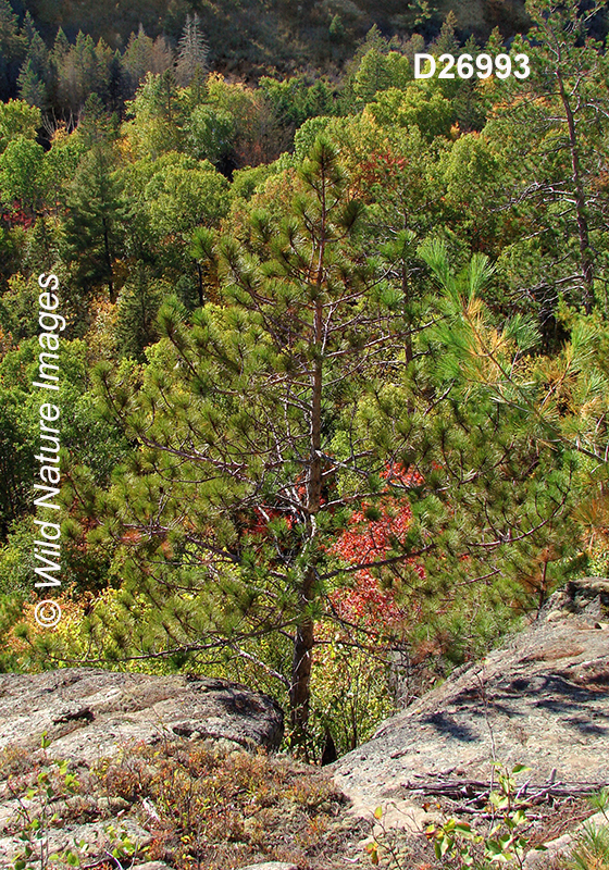 Pinus-resinosa red-pine