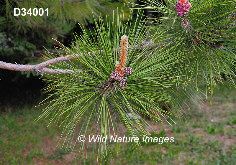 Pinus-resinosa red-pine