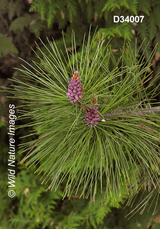 Pinus-resinosa red-pine