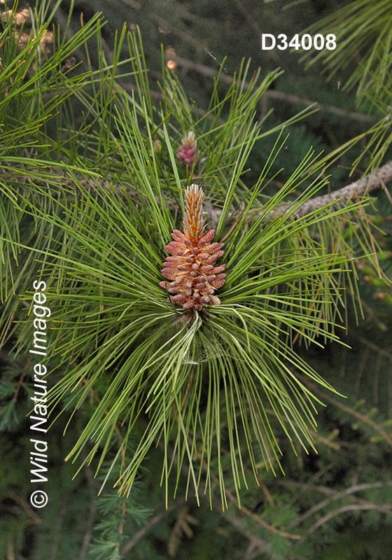 Pinus-resinosa red-pine