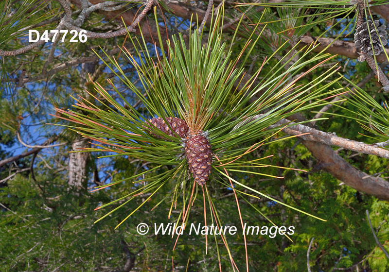 Pinus-resinosa red-pine