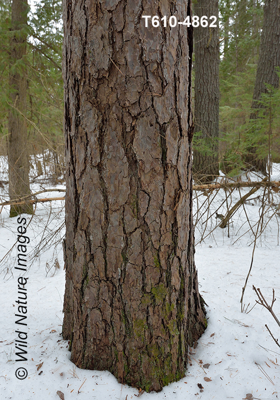 Pinus-resinosa red-pine