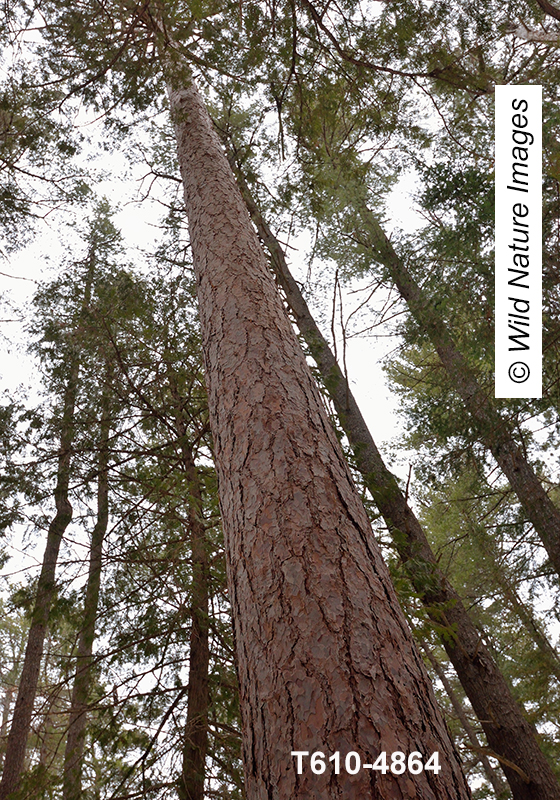 Pinus-resinosa red-pine