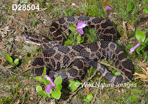 Eastern-Massasauga Sistrurus-catenatus