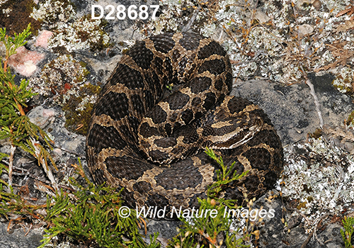 Eastern-Massasauga Sistrurus-catenatus