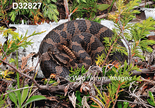 Eastern-Massasauga Sistrurus-catenatus