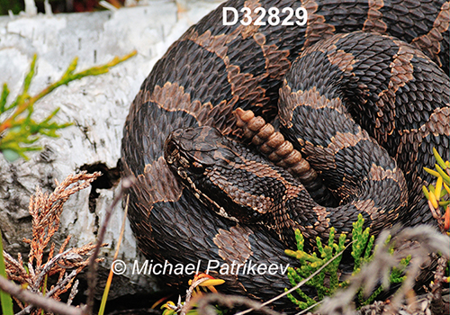 Eastern-Massasauga Sistrurus-catenatus