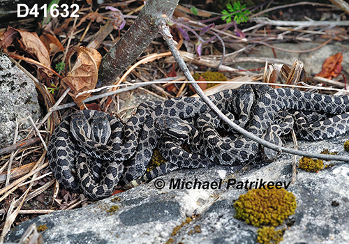 Eastern-Massasauga Sistrurus-catenatus