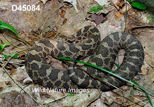 Eastern-Massasauga Sistrurus-catenatus