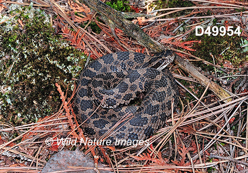 Eastern-Massasauga Sistrurus-catenatus