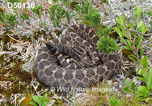 Eastern-Massasauga Sistrurus-catenatus